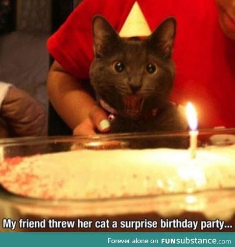 Cat party