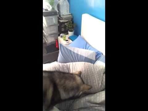 A woman trying to wake up her boyfriend using a laser pointer and her Husky Dog