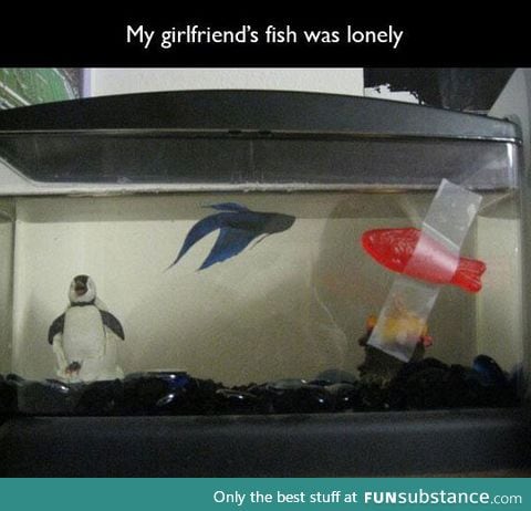 How to make your fish less lonely