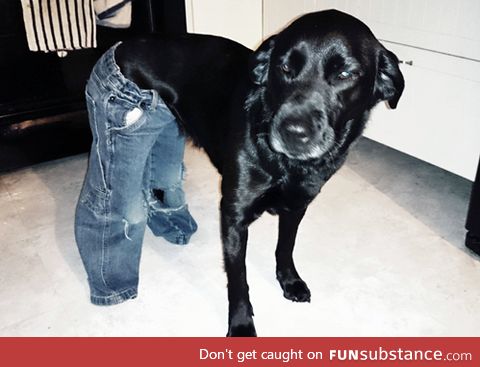 Today i thought what would dogs look like in pants? Not disappointed