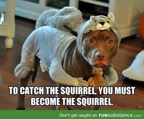 Squirrel's will never suspect a thing