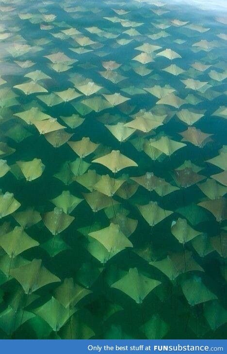 A stingray migration really is something else