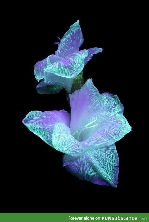 Flowers that have absorbed highlighter fluid and shown under a black light