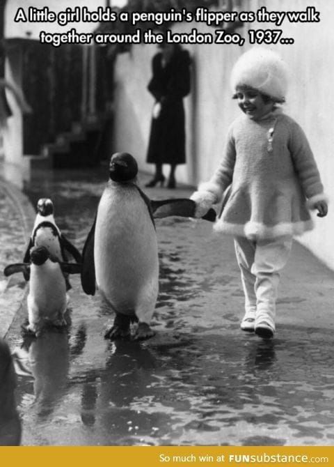 I want to go for a walk with a penguin