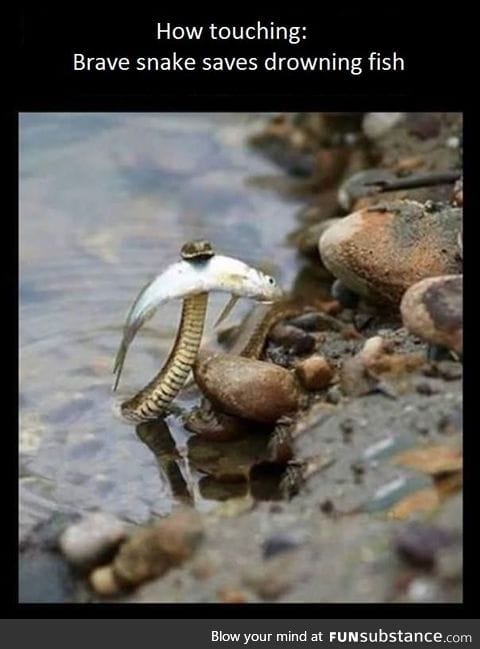 Snake saves drowning fish