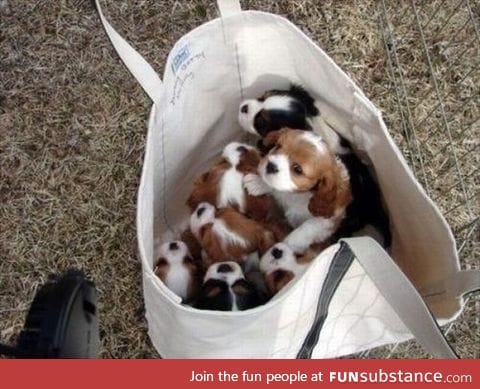 If you're having a bad day, here's a bag of puppies!