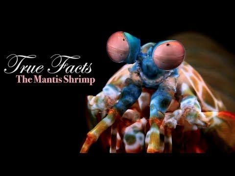 Thought you guys would like the video of the Mantis Shrimp