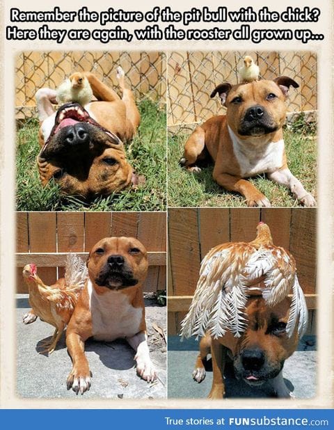 Pit bull and chick, now pit bull and chicken