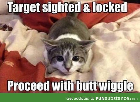 Cat: Target locked