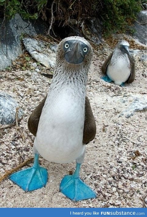 I present you: the blue footed b**by ( yes that's it's actual name)