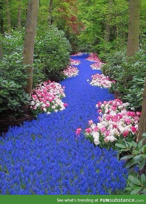 River of Flowers, Netherlands