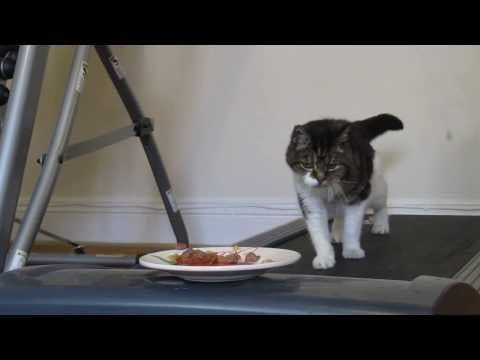 Silly cat chasing food he'll never reach