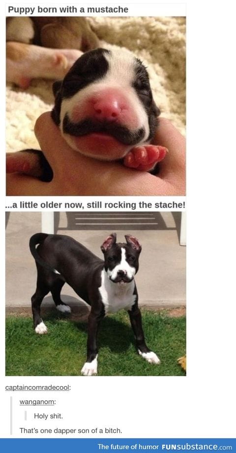 Moustache pup