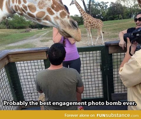 Giraffes, always ruining everything