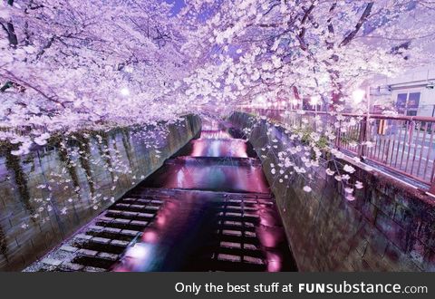 Cherry Blossoms in Tokyo