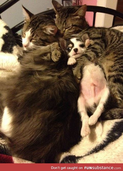 Unsure puppy cuddling with his adoptive cat family