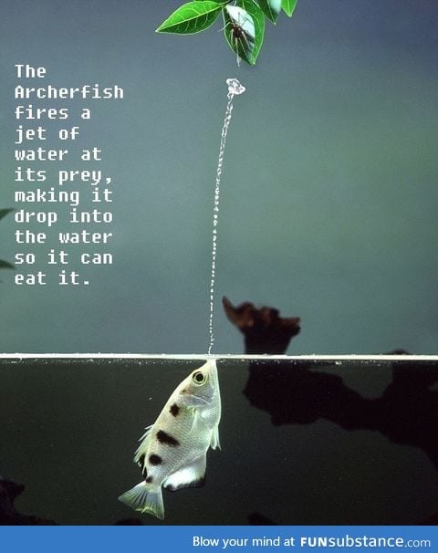 The archerfish