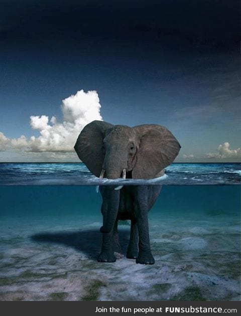 Elephant in the water