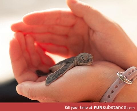 Baby turtle