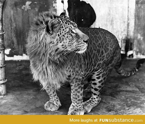 This is a Leopon (Lion and Leopard crossbreed)