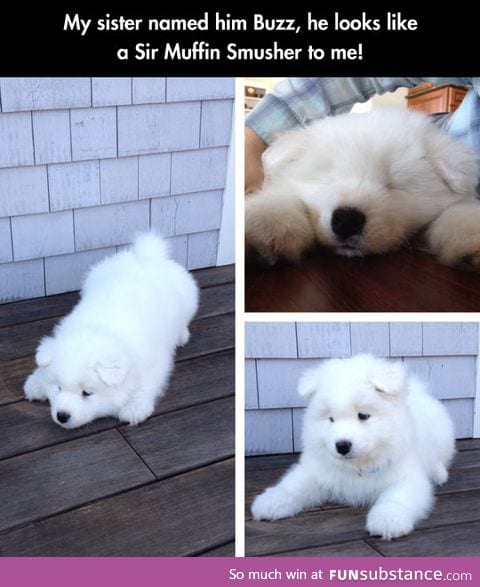 The fluffiest fluffy dog ever