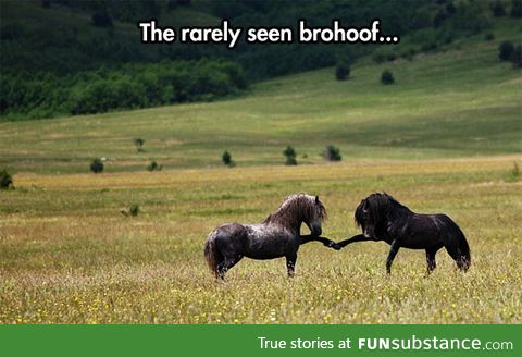 The horses bro-hoof