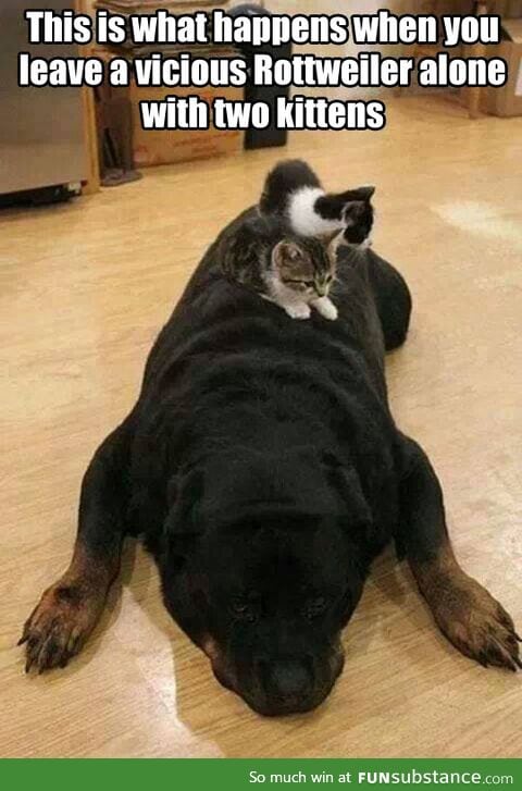 Vicious rottweiler