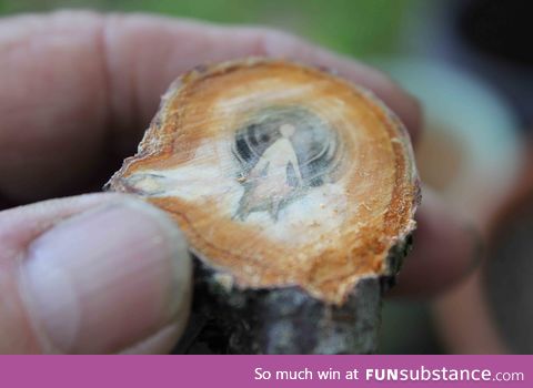 Inside the branch of an apricot tree