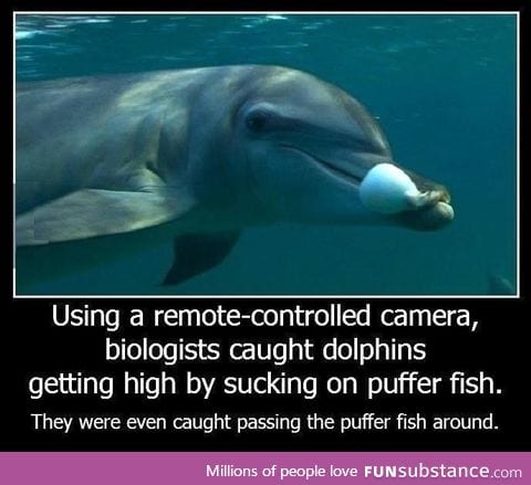 Dolphins get high