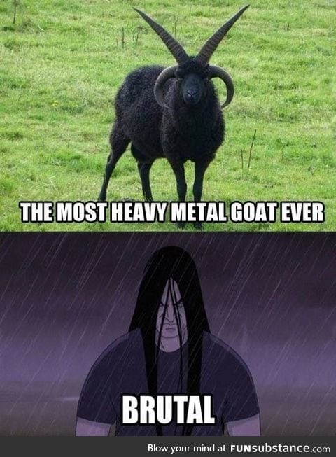 Most metal goat ever!!!
