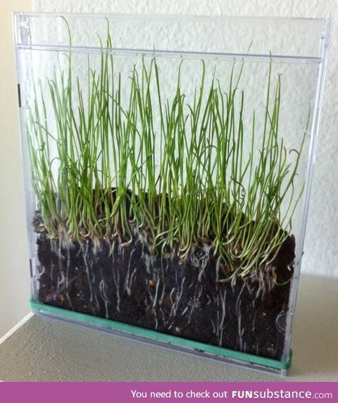 Grass seeds+soil+CD case= Cool!