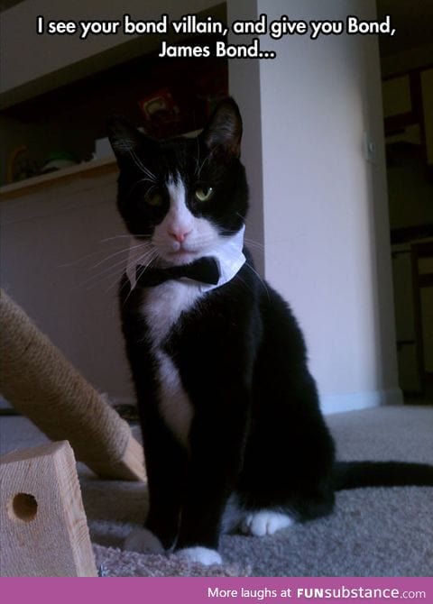 James Bond cat
