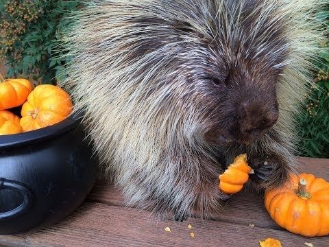 A Porcupine Eating Pumpkins. Absolutely Adorable.