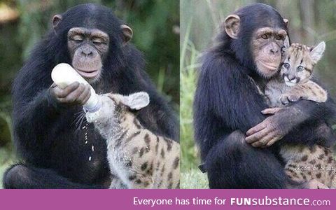 A chimp bottle feeding a leopard