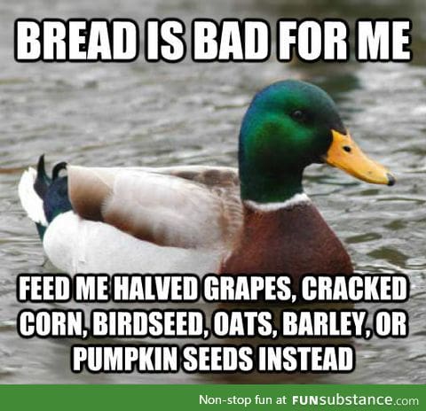 With spring upon us, here is some advice for our beloved mallard