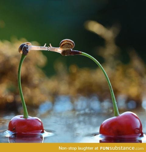 Snails kissing on top of cherries