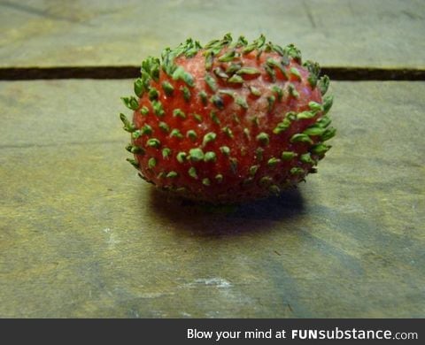 When strawberries start to germinate their seeds