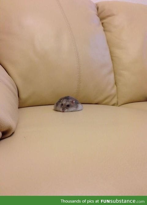 Someone spilled their hamster on the sofa