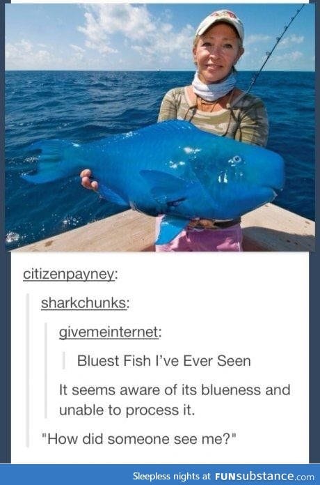 1 Fish 2 Fish a really big Blue Fish