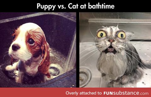 Puppy vs cat bathtime