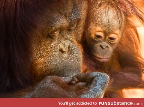Orangutan Kissing Her Baby's Injured Finger