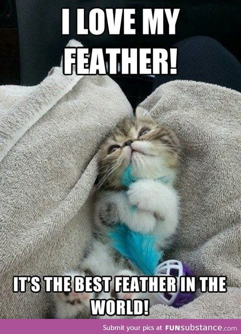 Little kitty's feather