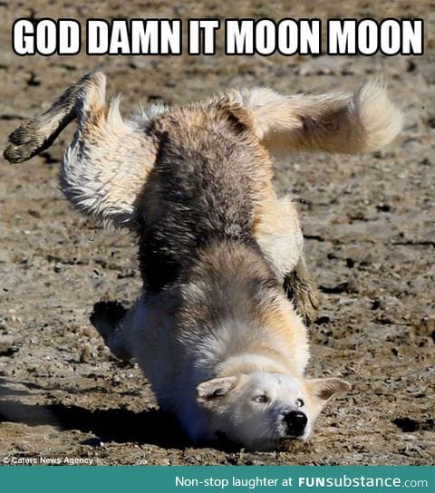 Moon Moon is at it again
