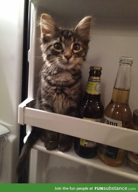 Hmm, what do I want today? Cat or beer?