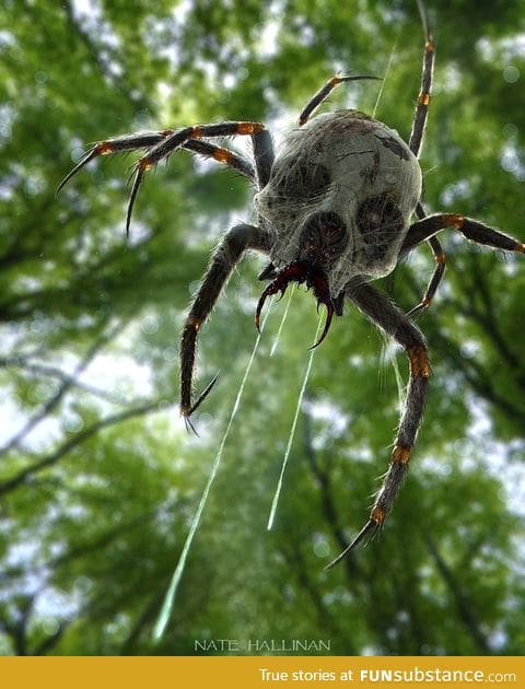 Skull spider