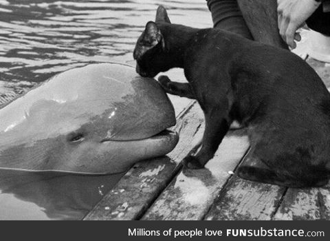 Cat kissing a baby beluga whale