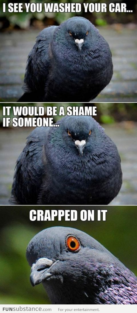 Scumbag pigeon