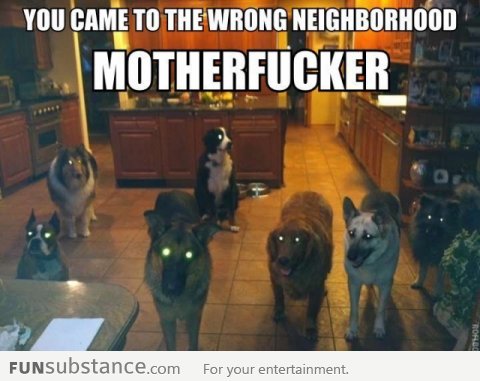 Wrong Neighborhood Dogs