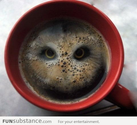 There is an owl in my coffee