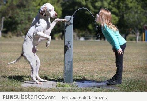 Smart dog giving master girl a drink from a water fountain